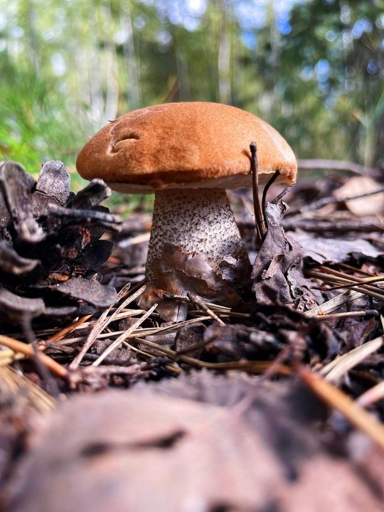 🍄 Более 220 заблудившихся грибников вывели из подмосковных лесов спасатели #Мособлпожспас с начала лета 
 
🌲 Чаще всего любители тихой охоты плутали в лесных массивах Истринского, Богородского, Шатурского, Орехово-Зуевского, Сергиево-Посадского, Ступинско